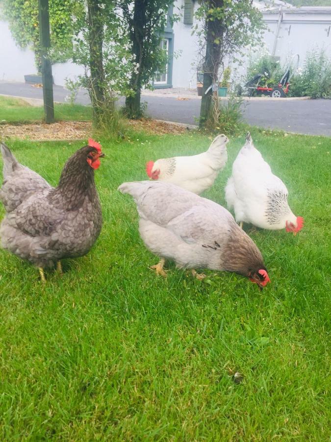 Graisin Apartment Kilkenny Bagian luar foto